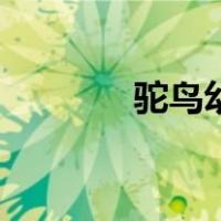 驼鸟幼苗多少钱一只（驼鸟）