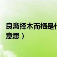 良禽择木而栖是什么意思,有下半句吗（良禽择木而栖是什么意思）