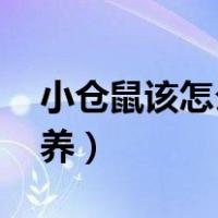 小仓鼠该怎么养,需要注意什么（小仓鼠怎么养）