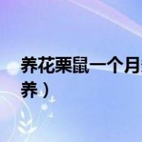 养花栗鼠一个月多少钱（花栗鼠去哪里买 价格多少 好不好养）