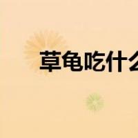 草龟吃什么长的大（草龟吃什么长快）
