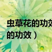 虫草花的功效与作用禁忌虫草怎么吃（虫草花的功效）