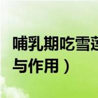 哺乳期吃雪莲果的功效与作用（雪莲果的功效与作用）