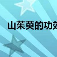 山茱萸的功效与作用禁忌（山茱萸的功效）