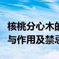 核桃分心木的功效和作用（核桃分心木的功效与作用及禁忌）