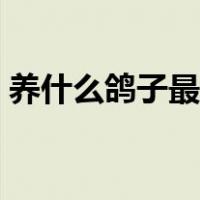 养什么鸽子最赚钱最快（养什么鸽子最赚钱）