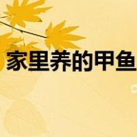 家里养的甲鱼吃什么食物（甲鱼吃什么食物）