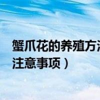 蟹爪花的养殖方法和注意事项有哪些（蟹爪花的养殖方法和注意事项）