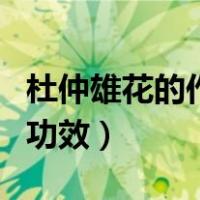杜仲雄花的作用与功效（杜仲雄花茶的作用与功效）