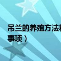 吊兰的养殖方法和注意事项有哪些（吊兰的养殖方法和注意事项）