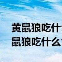 黄鼠狼吃什么食物为主,黄鼠狼能迷人吗（黄鼠狼吃什么食物）