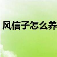 风信子怎么养水培（风信子的养殖方法水培）