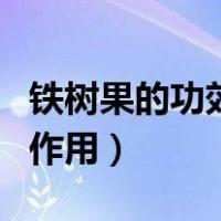 铁树果的功效与作用及食用（铁树果的功效与作用）