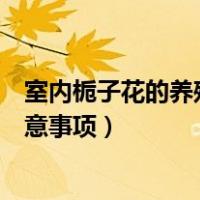 室内栀子花的养殖方法和注意事项（栀子花的养殖方法和注意事项）