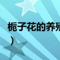 栀子花的养殖方法和修剪（栀子花的养殖方法）