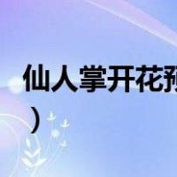仙人掌开花预示着什么（仙人掌开花代表什么）