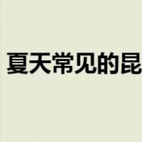 夏天常见的昆虫有哪些（常见的昆虫有哪些）