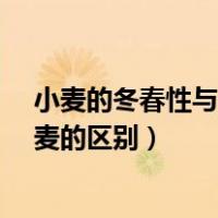 小麦的冬春性与冬、春小麦有何区别?（我国春小麦和冬小麦的区别）