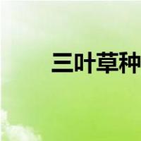 三叶草种子怎么种植（三叶草种子）