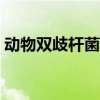 动物双歧杆菌的作用与功效（动物双歧杆菌）