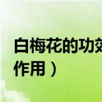 白梅花的功效与作用及禁忌（白梅花的功效与作用）
