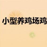 小型养鸡场鸡舍建设（农村养鸡场鸡舍建设）