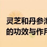 灵芝和丹参泡水喝的功效与作用（丹参泡水喝的功效与作用）