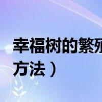 幸福树的繁殖方法与栽培技术（幸福树的繁殖方法）