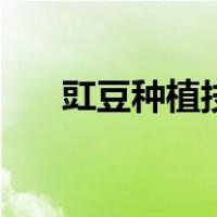 豇豆种植技术与管理（豇豆种植技术）