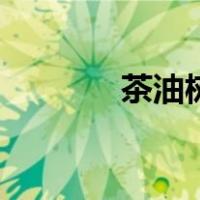 茶油树叶子的功效（茶油树）