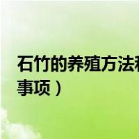 石竹的养殖方法和注意事项是什么（石竹的养殖方法和注意事项）