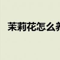茉莉花怎么养成老桩茉莉（茉莉花怎么养）