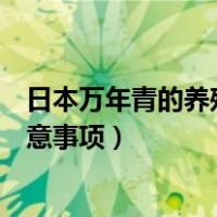 日本万年青的养殖方法和注意事项（万年青的养殖方法和注意事项）