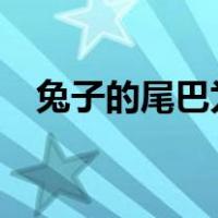 兔子的尾巴为什么那么短?（兔子的尾巴）