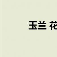 玉兰 花语（玉兰花花语是什么）