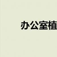 办公室植物（适合办公室养的植物）