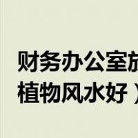 财务办公室放什么植物风水好（办公室放什么植物风水好）