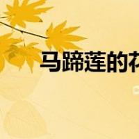马蹄莲的花语和传说（马蹄莲的花语）