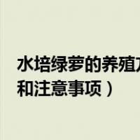 水培绿萝的养殖方法和注意事项图片（水培绿萝的养殖方法和注意事项）