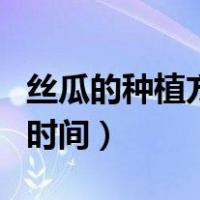 丝瓜的种植方法和时间温（丝瓜的种植方法和时间）