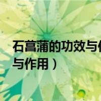 石菖蒲的功效与作用点的功效与作用及禁忌（石菖蒲的功效与作用）