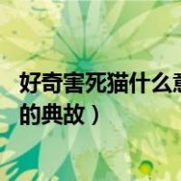 好奇害死猫什么意思 这句话的典故出自哪里（好奇心害死猫的典故）