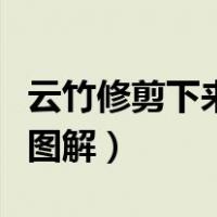 云竹修剪下来的枝头怎么养（云竹的修剪方法图解）
