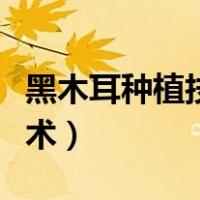 黑木耳种植技术菌种培育方法（黑木耳种植技术）