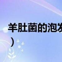 羊肚菌的泡发方法是什么（羊肚菌的泡发方法）