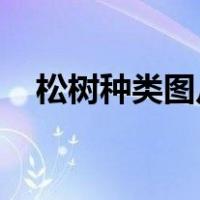 松树种类图片大全大图 图解（松树种类）