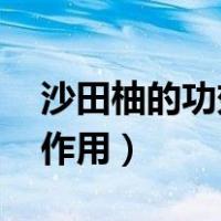 沙田柚的功效与作用 图解（沙田柚的功效与作用）