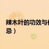 辣木叶的功效与作用及食用方法（辣木叶的功效与作用及禁忌）