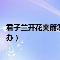 君子兰开花夹箭怎么办,水饺汤可以吗（君子兰开花夹箭怎么办）