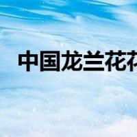 中国龙兰花花语是什么（兰花花语是什么）